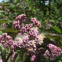 Callicarpa longifolia 'Augustata' fleur P17 (2)